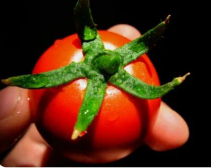 تصویر 1 از فروش ویژه رب خانگی با کیفیت بی نظیر + درجه یک